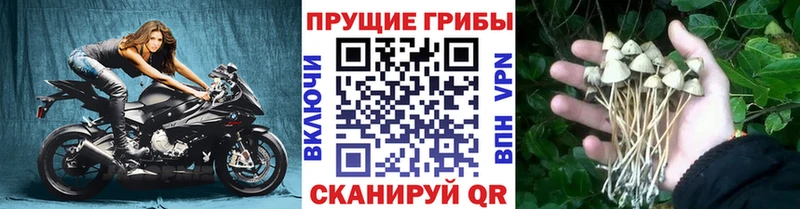 Купить закладки  Кинель  Галлюциногенные грибы прущие грибы 
